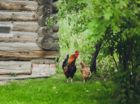 Kippenhokken: Een Thuis voor Gelukkige Kippen